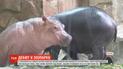 Посетителям зоопарка на юге Китая представили карликового бегемотика