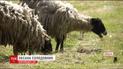 Небезпечна знахідка: на Сумщині планують перевірити поховання заражених сибіркою тварин