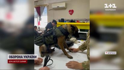 Заморачиваются больше, чем для людей: бронежилеты по спецзаказу