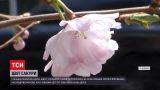 Новости Украины: в спальном районе Винницы расцвели первые японские вишни