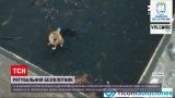 Новости мира: на Канарах попытаются спасти истощенных собак, что оказались в лавовой ловушке