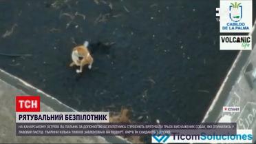 Новости мира: на Канарах попытаются спасти истощенных собак, что оказались в лавовой ловушке