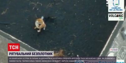 Новости мира: на Канарах попытаются спасти истощенных собак, что оказались в лавовой ловушке