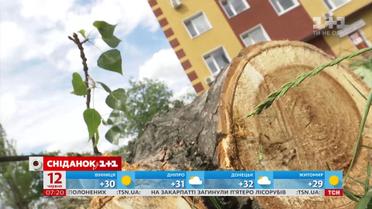 Українські міста лисіють: чи потрібно вирубувати й кронувати дерева