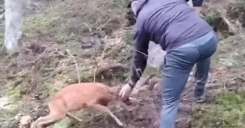 У Карпатах оленя хоробро проганяло грибника з лісу: з'явилось відео