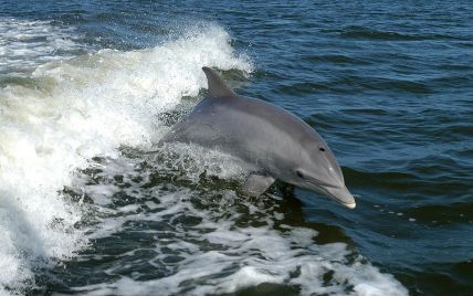 Off the coast of Odesa region due to the Russian invaders, dolphins are dying en masse – ecologist