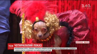 Чотирилапий модний показ до Геловіну відбувся у філіппінській столиці
