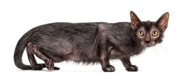 Un gatto raro in cerca di casa – ciò che distingue la razza Likoy – Tsikavinka