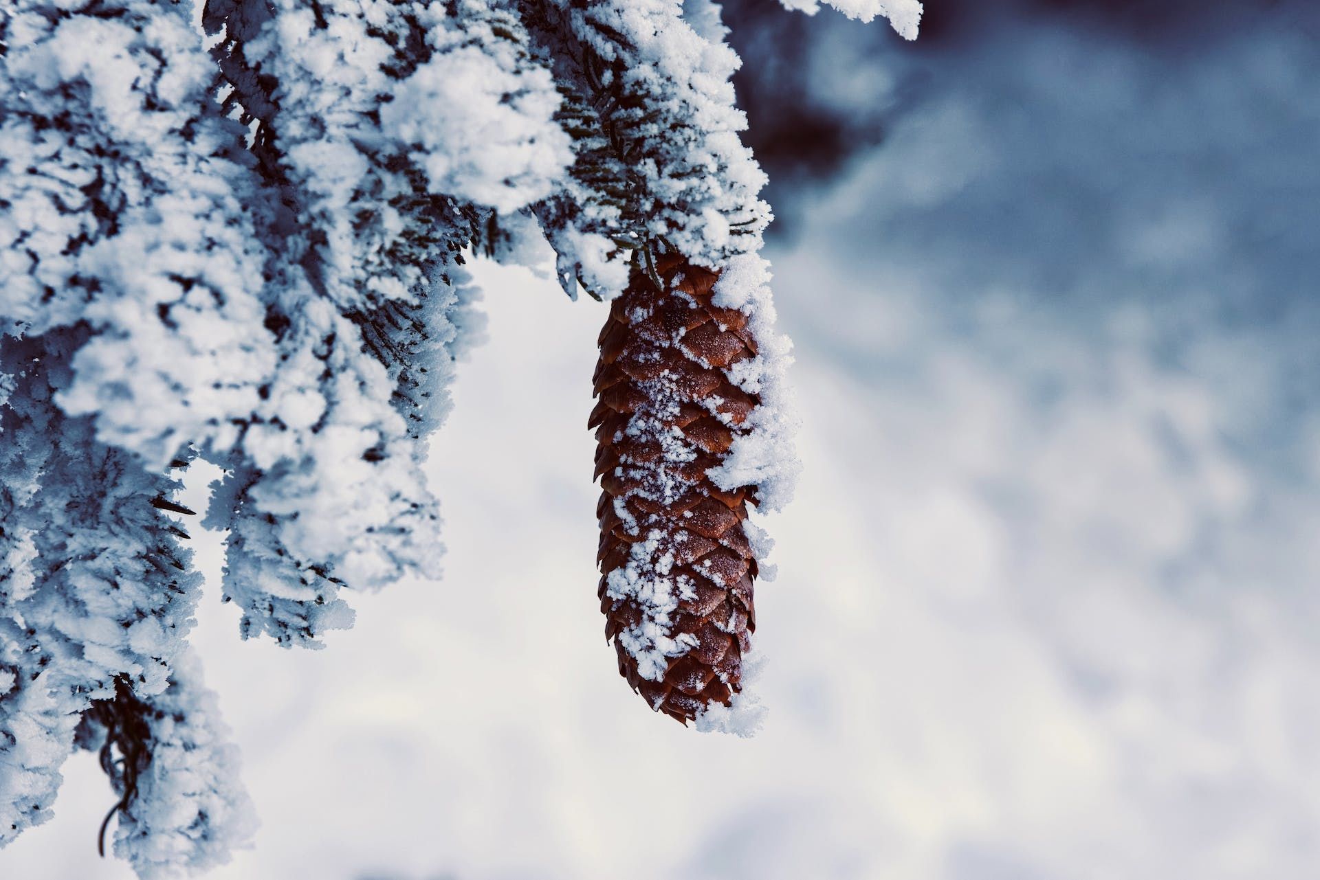 20 січня на деревах іній до морозної осені / © Pexels