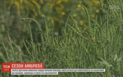 В Украине начался пик цветения амброзии, который вызвал аллергию у миллионов людей