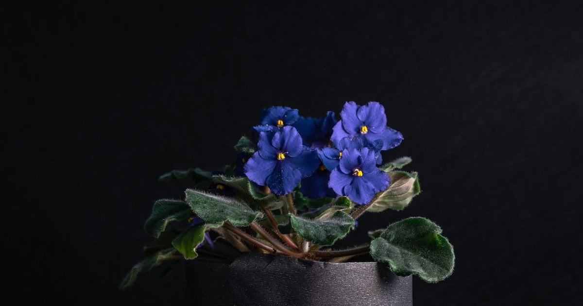 Як доглядати за фіалкамик доглядати за фіалками