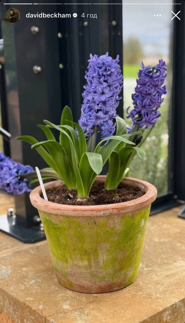 Квіти, які виростив Девід Бекхем / © Instagram Девіда Бекхема