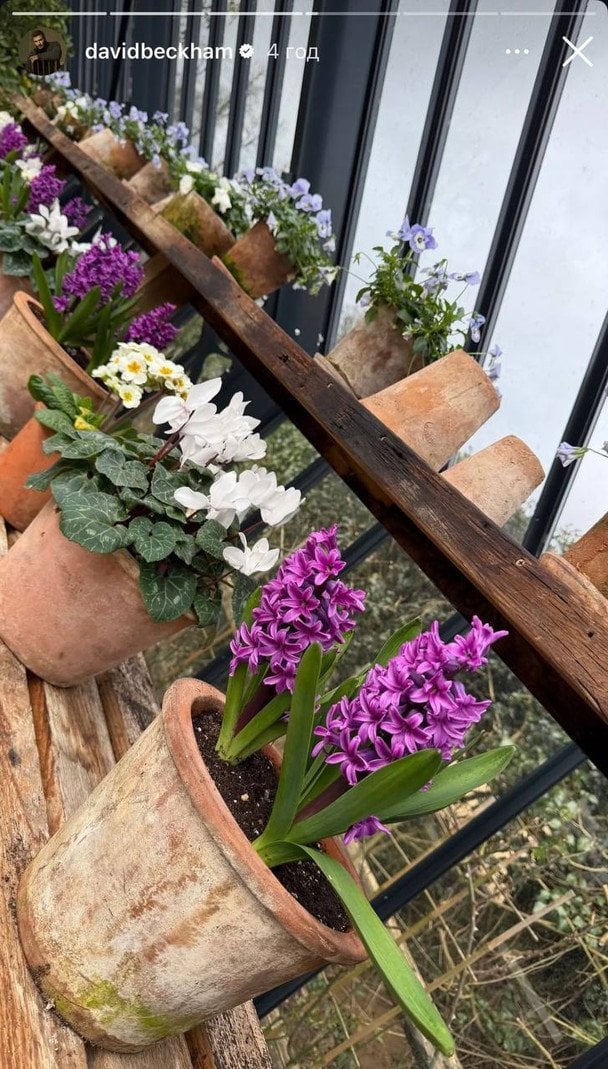 Квіти, які виростив Девід Бекхем / © Instagram Девіда Бекхема