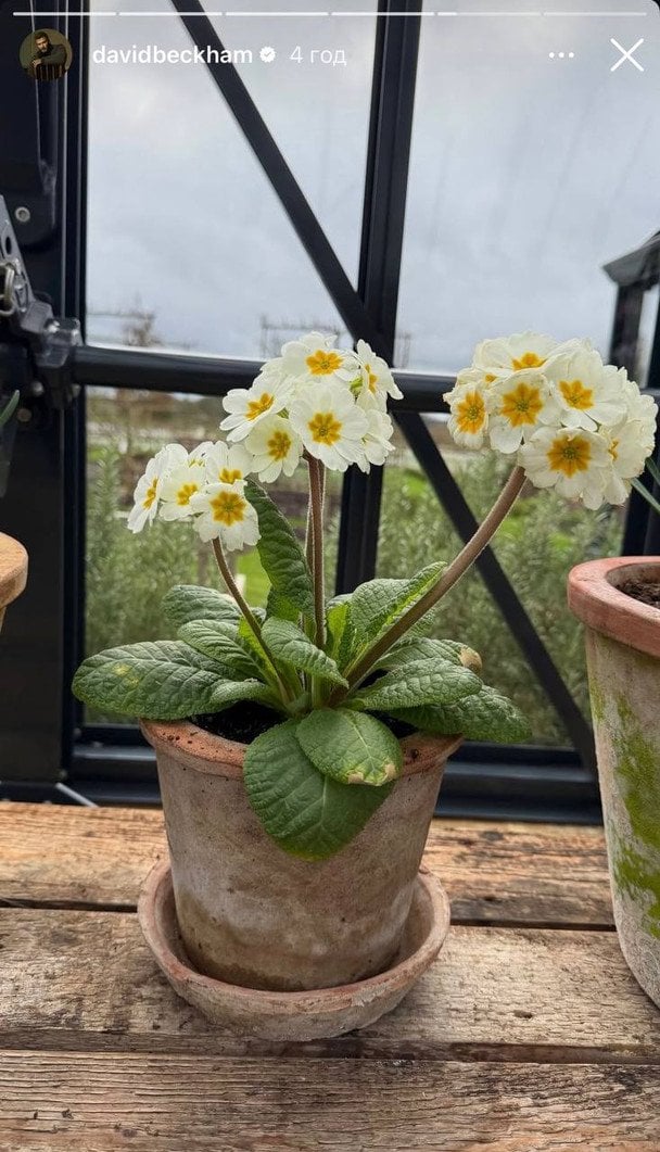 Квіти, які виростив Девід Бекхем / © Instagram Девіда Бекхема