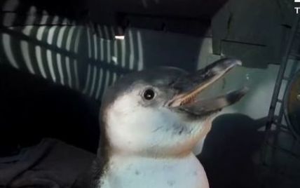 В Чили спасли пингвина, который потерял своих родственников