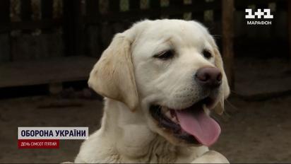 Цуценята дивом вціліли під обстрілом! Як склалась доля лабрадорів, яких побачив весь світ