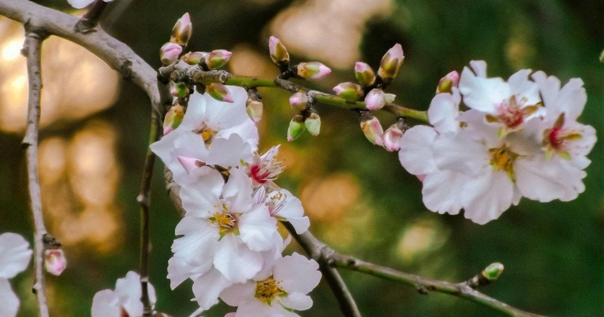 Як отримати великий урожай вишні і черешні