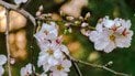 Як отримати великий урожай вишні і черешні