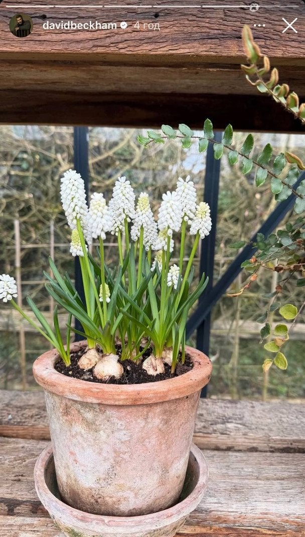 Квіти, які виростив Девід Бекхем / © Instagram Девіда Бекхема