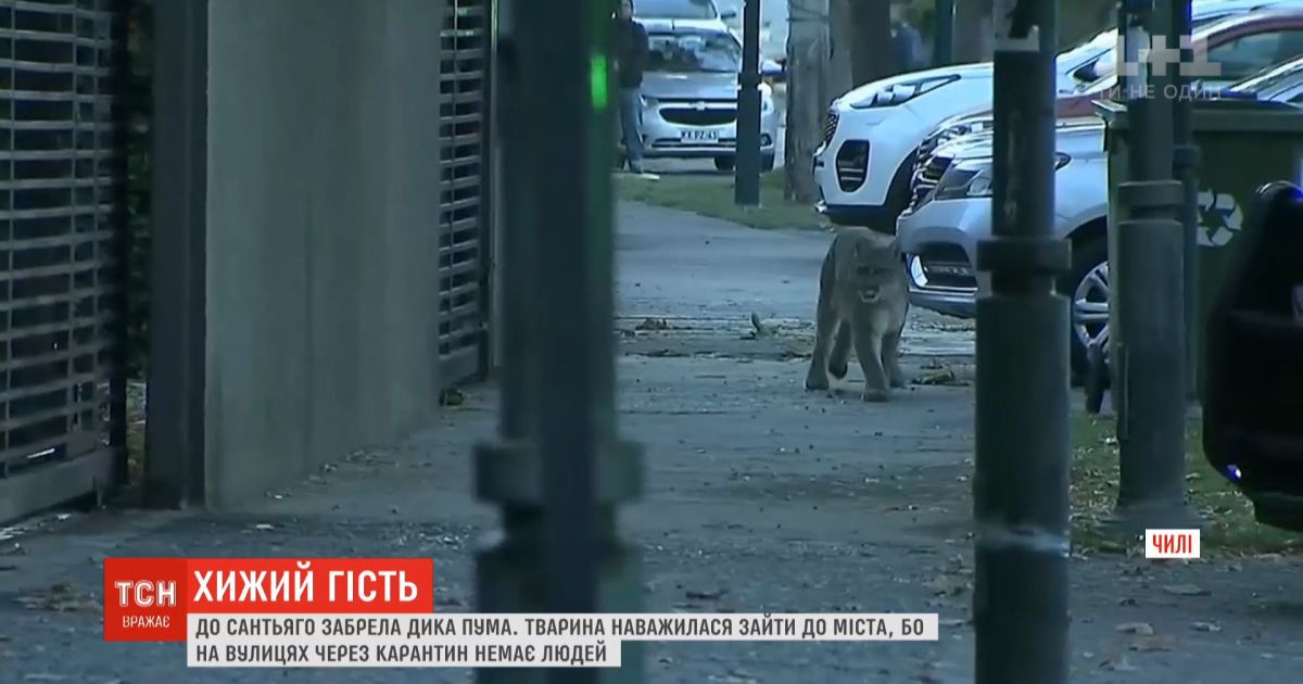 Пума забрела в опустевшую из-за карантина чилийскую столицу