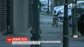 Пума забрела в опустевшую из-за карантина чилийскую столицу