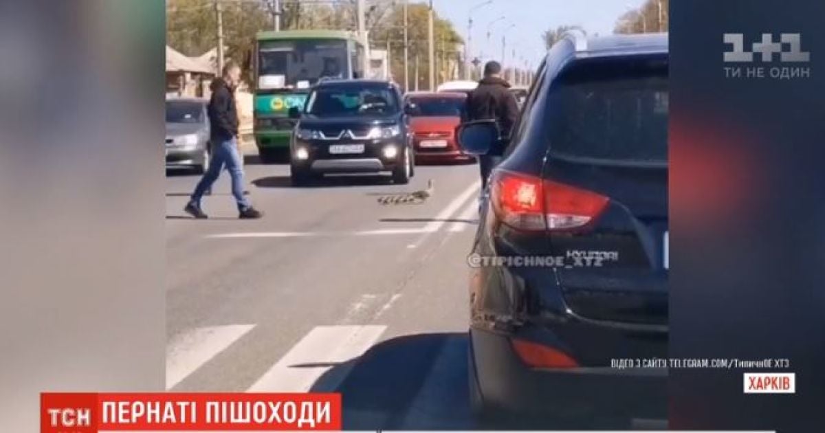 Дика качка з каченятами зупинили рух транспорту в Харкові