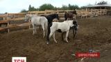 На Днепропетровщине волонтеры пытаются достроить приют для лошадей до наступления холодов