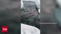 Украинские полярники поделились милым видео своего «соседа»