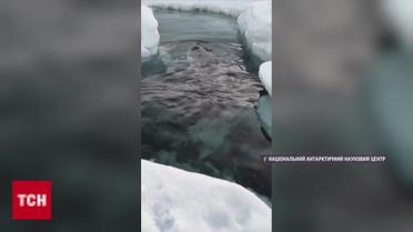 Українські полярники поділились милим відео свого "сусіда"