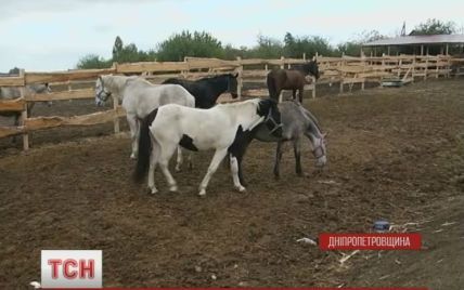 На Днепропетровщине хоспис ищет волонтеров для лошадей