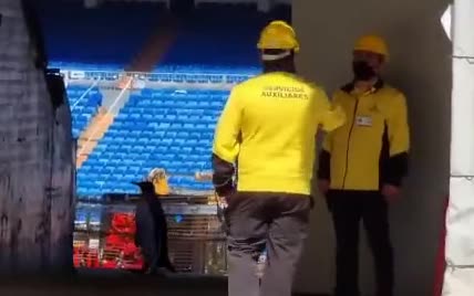 На знаменитом стадионе "Реала" заметили прогулку пингвинов: видео завирусилось в Сети