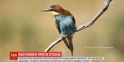 Українські пасічники вимушені вбивати пташок, які масово виїдають бджіл