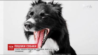 У Києві впродовж тижня шукали пса-чемпіона, який утік під час тренування