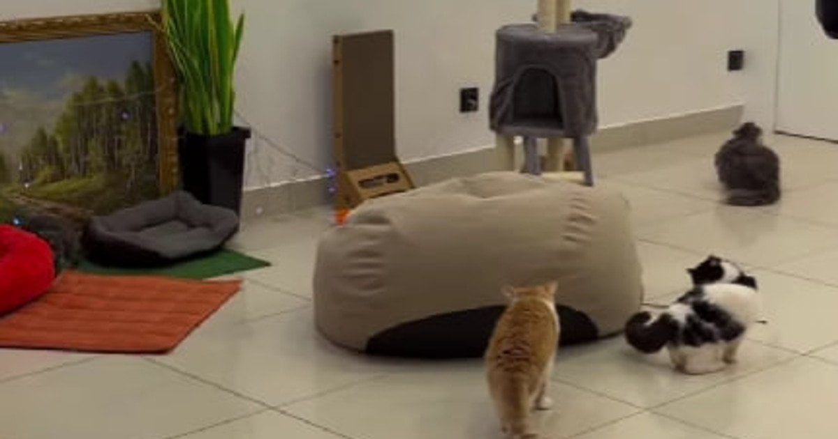 Котяче кафе в Одесі