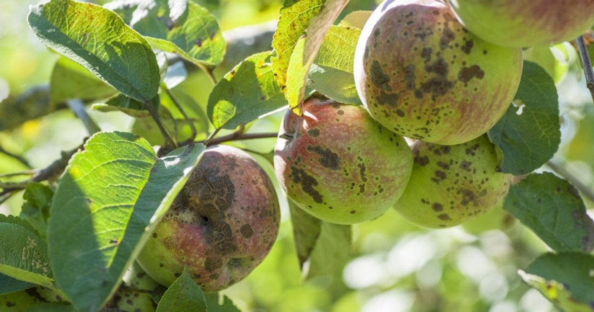 Парша яблуні та груші