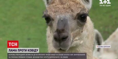 Новости мира: британская лама стала надеждой победить коронавирус
