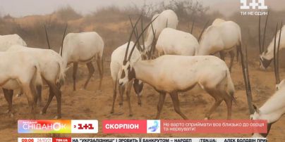 Шарджа: найпівнічніше місто ОАЕ