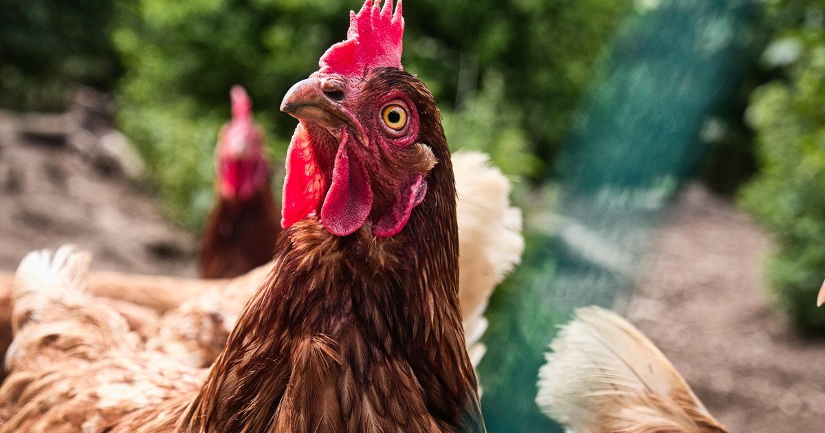 Скільки років кури дають яйця