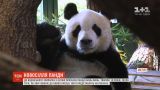 В венский зоопарк из Китая приехала панда Юань-Юань