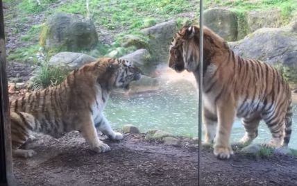 Яростная реакция тигра на пробуждение от послеобеденного сна удивила посетителей зоопарка