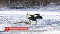 Все село в Ровенской области подкармливает аистов, чтобы те пережили снег и морозы