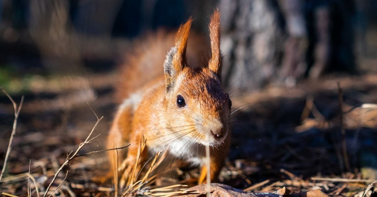 Синоптикиня розповіла, коли до України прийдуть дощі