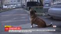 В Ровно собака стала звездой интернета, когда пытался воспроизвести звуки сирены спецмашины