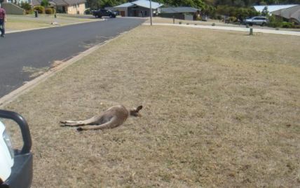 В Австралии автомобилем задавили насмерть 20 кенгуру и их детенышей