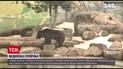 Новини України: у Вінницькому зоопарку вперше за 15 років упала в сплячку ведмедиця