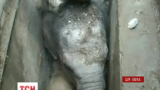 В одному з містечок Шрі-Ланки рятували слоненя