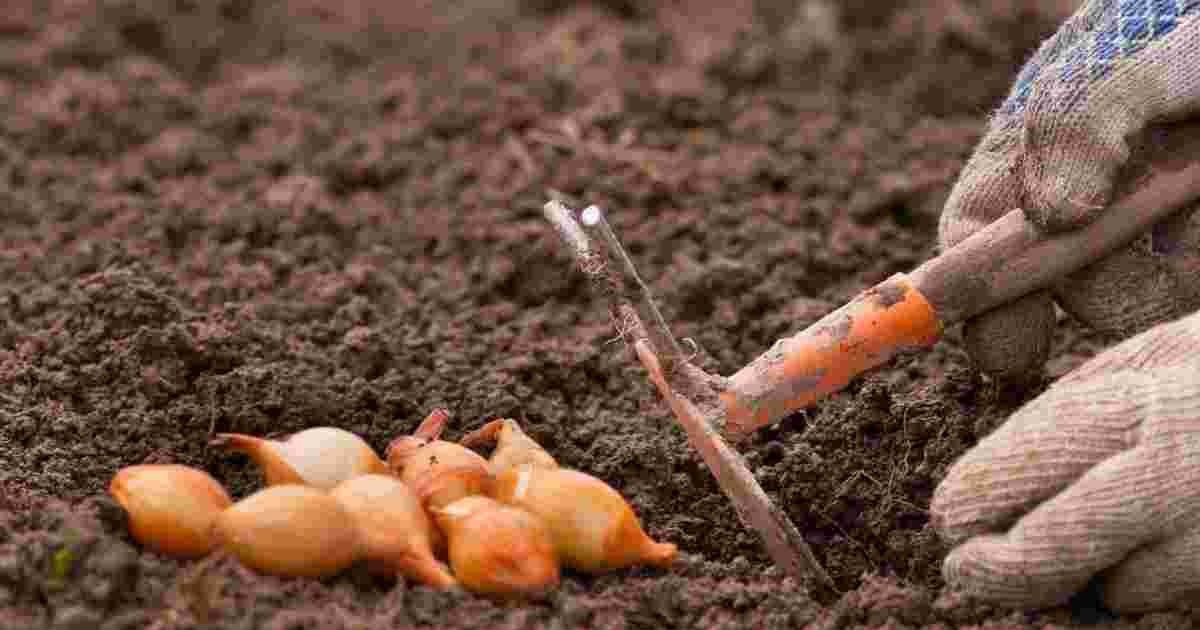 Чому озима цибуля завжди смачніша