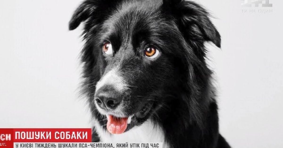У Києві цілий тиждень шукали собаку-чемпіона, який раптово втік з тренування