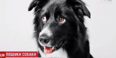 У Києві цілий тиждень шукали собаку-чемпіона, який раптово втік з тренування