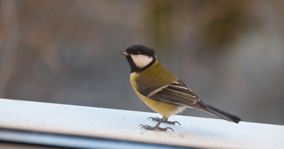 Птах на підвіконні